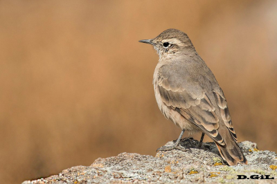 MINERO CORDILLERANO (Geositta rufipennis)
